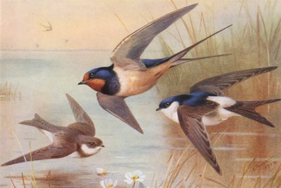Hirondelle de rivage, Hirondelle, Martin - Archibald Thorburn