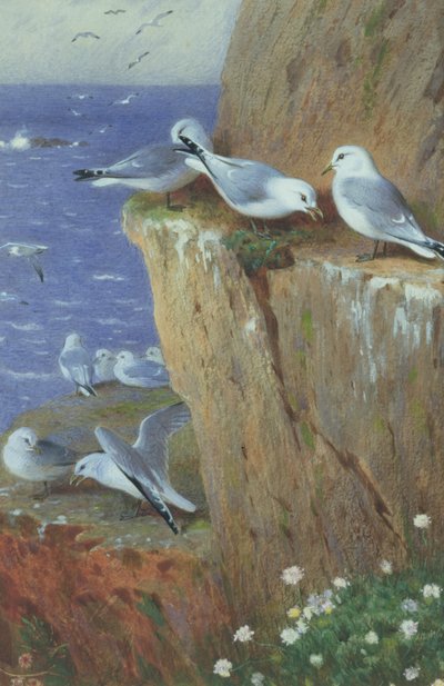 Mouettes - Archibald Thorburn