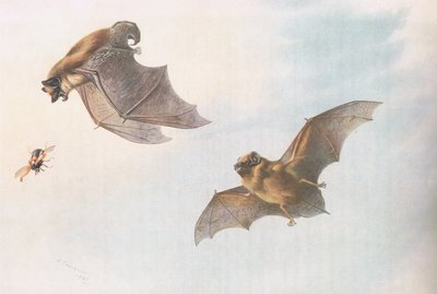 Sérotine et chauve-souris de Leisler, de Mammifères de Thorburn publié par Longmans et Co, vers 1920 - Archibald Thorburn