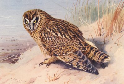 Hibou des marais - Archibald Thorburn