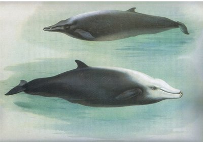 Baleine de Sowerby et Baleine de Cuvier, de Mammifères de Thorburn publié par Longmans and Co, vers 1920 - Archibald Thorburn