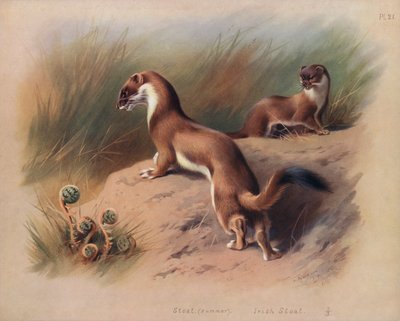 Hermine (été), Hermine irlandaise - Archibald Thorburn