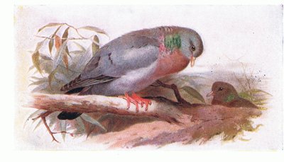 Pigeon colombin, de Birds of the British Isles and Their Eggs publié par Frederick Warne & Co Ltd, 1958 - Archibald Thorburn