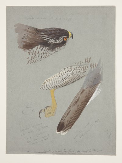 Études de tête, pied et aile de l