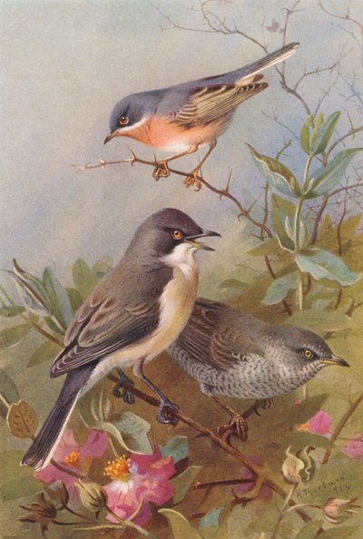 Fauvette des jardins, Fauvette orphée, Fauvette à barre (lithographie en couleur) - Archibald Thorburn
