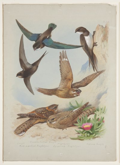 Swift, c.1915 - Archibald Thorburn