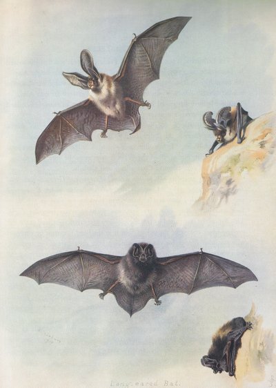 La Barbastelle - Archibald Thorburn