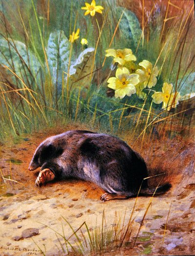 La Taupe Commune - Archibald Thorburn