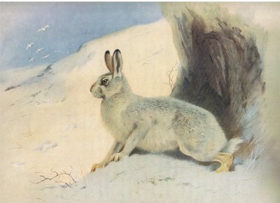 Le lièvre de montagne en hiver, de Mammifères de Thorburn publié par Longmans et Co, vers 1920 - Archibald Thorburn