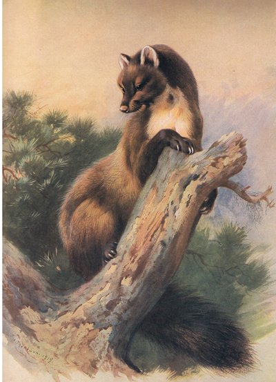 La martre des pins, de Mammifères de Thorburn publié par Longmans et Co, vers 1920 - Archibald Thorburn