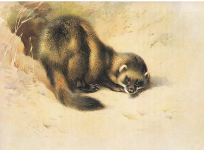 Le Putois, de Mammifères de Thorburn publié par Longmans et Co, vers 1920 - Archibald Thorburn