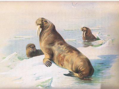 Le morse, de Mammifères de Thorburn publié par Longmans et Co, vers 1920 - Archibald Thorburn