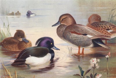 Fuligule Morillon (mâle et femelle), Canard Chipeau (mâle et femelle) - Archibald Thorburn