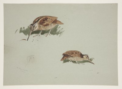 Deux vignettes de bécasse, c.1915 - Archibald Thorburn