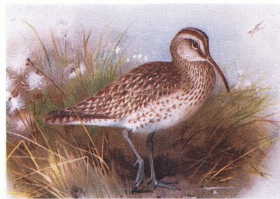 Courlis corlieu, de Birds of the British Isles and Their Eggs publié par Frederick Warne & Co Ltd, 1958 - Archibald Thorburn