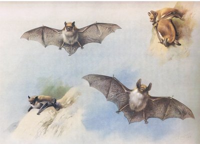 Chauve-souris moustachue et chauve-souris de Bechstein, de Mammifères de Thorburn publié par Longmans and Co, vers 1920 - Archibald Thorburn