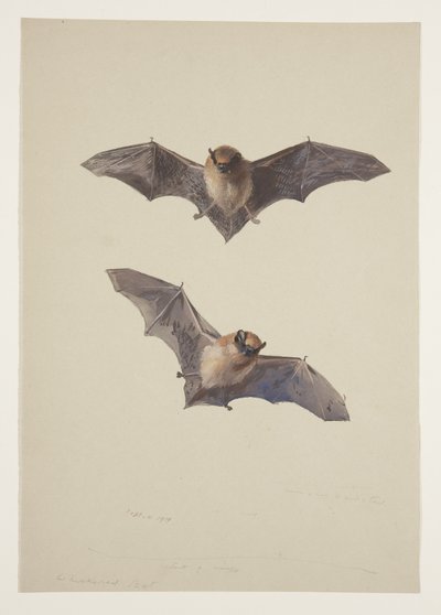 Chauve-souris moustachue, c.1915 - Archibald Thorburn