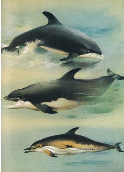 Dauphin à Bec Blanc, Dauphin à Bec de Bouteille et Dauphin Commun, de Mammifères de Thorburn publié par Longmans et Co, vers 1920 - Archibald Thorburn