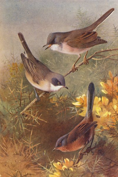 Fauvette Grisette, Fauvette Orphée, Fauvette Pitchou - Archibald Thorburn
