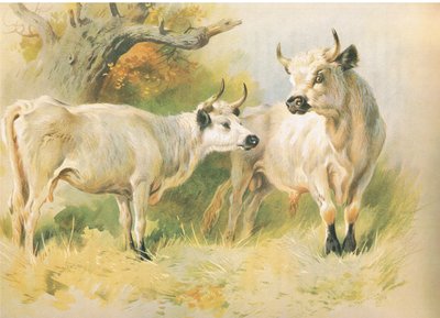 Bétail sauvage - Archibald Thorburn