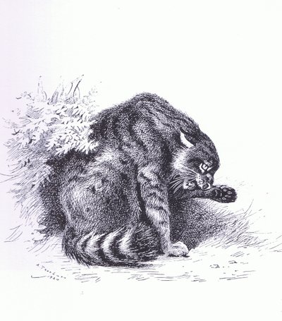 Chat sauvage, publié par Book Club Associates - Archibald Thorburn