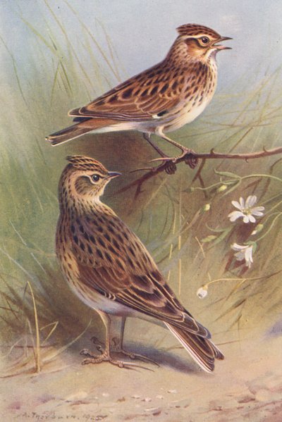 Alouette lulu, Alouette des champs - Archibald Thorburn