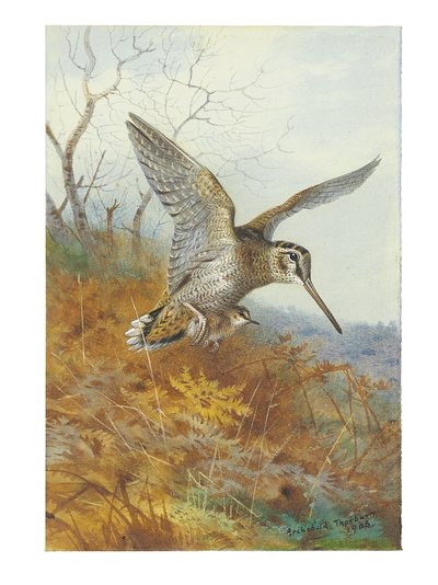 Bécasse et jeunes - Archibald Thorburn
