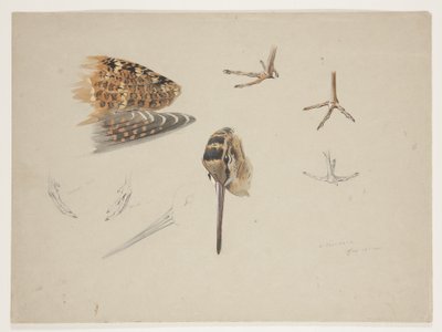 Bec, pieds et aile de bécasse, c.1915 - Archibald Thorburn