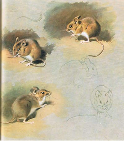 Mulot, publié par Book Club Associates, 1972 - Archibald Thorburn