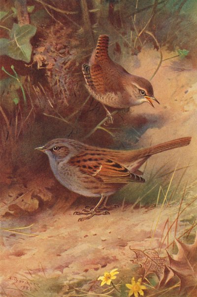 Troglodyte Mignon, Accenteur Mouchet - Archibald Thorburn
