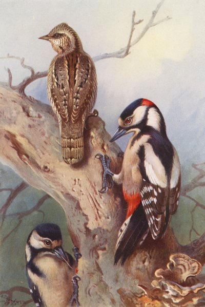 Torcol, Pic épeiche (mâle et femelle) - Archibald Thorburn