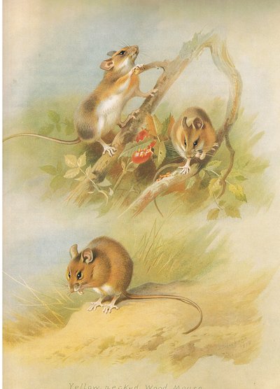 Souris à cou jaune et souris de St Kilda, de Mammifères de Thorburn publié par Longmans and Co, vers 1920 - Archibald Thorburn
