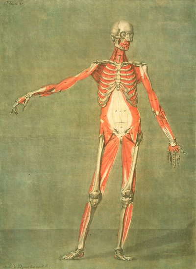 Système musculaire profond de l