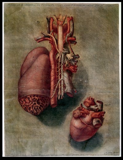 Le Cœur, planche de 
