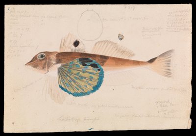 Grondin Papillon, Lepidotrigla vanessa - Arthur Bartholomew