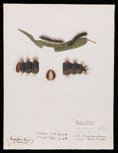 Chenille, Epicoma contristis, Teara tristis - Arthur Bartholomew