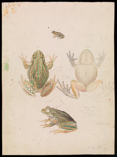 Grenouille Grincheuse, Litoria raniformis - Arthur Bartholomew