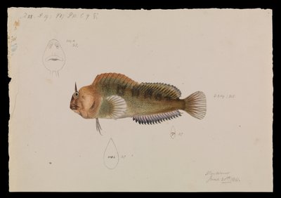 Blennie de Tasmanie, Parablennius tasmanianus - Arthur Bartholomew