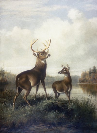 Cerf et Biche - Arthur Fitzwilliam Tait
