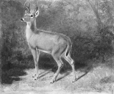 Esquisse de cerf d