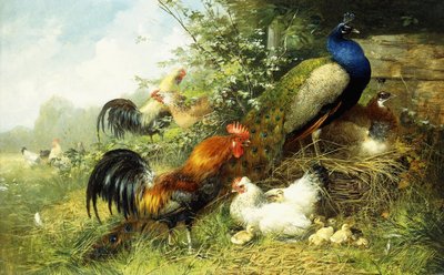 Volaille et paons - Arthur Fitzwilliam Tait