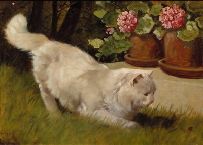 Un chat persan blanc avec une coccinelle - Arthur Heyer