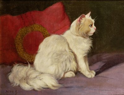 Chat persan blanc - Arthur Heyer