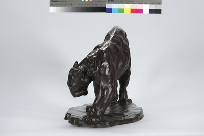 Grand Puma Sentant la Trace d