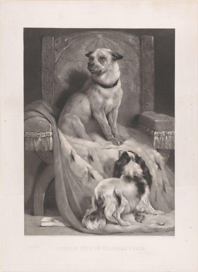 Chien sur un manteau d