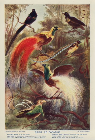Oiseaux de paradis - Arthur Twidle