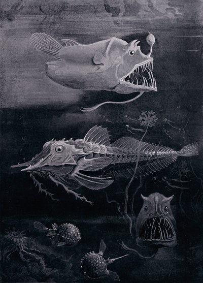 Poisson des profondeurs - Arthur Twidle
