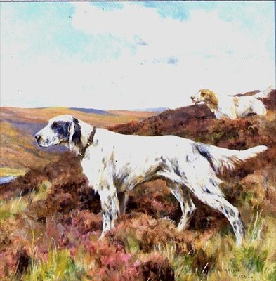 Setters Anglais - Arthur Wardle