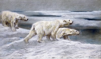 Ours Polaires, vers 1900 - Arthur Wardle