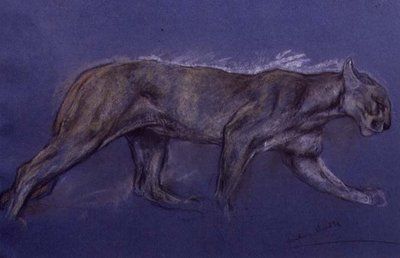 Puma - Arthur Wardle